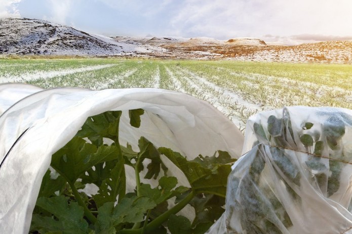 Sovuq ta’sirida “shok” holatiga tushgan ekinlarga qanday agrotexnik  ishlov beriladi?