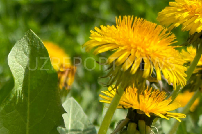 “O‘zgidromet” hafta boshida qanday ob-havo bo‘lishini ma’lum qildi