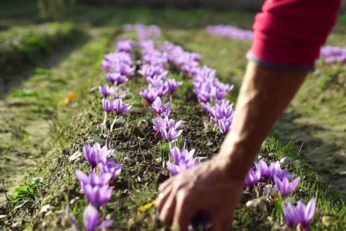 Italian OPERA SRL intends to create saffron plantations in Jizzakh