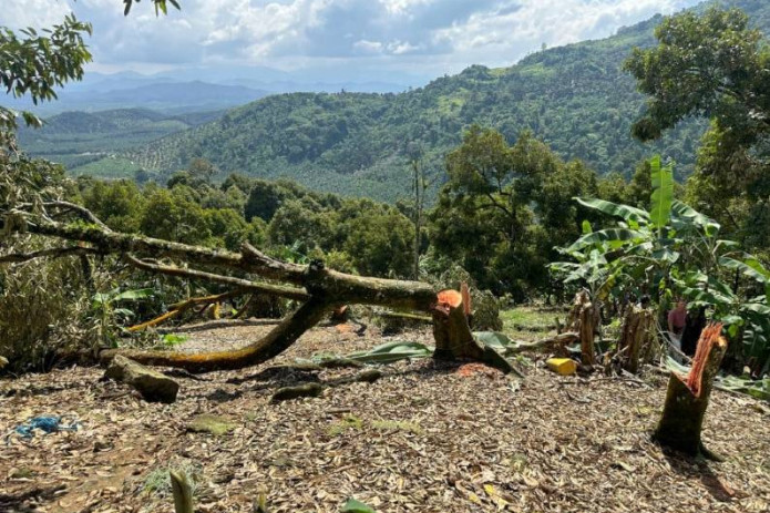 Malayziyada daraxtlar kesilishi katta norozilikka sabab bo‘ldi
