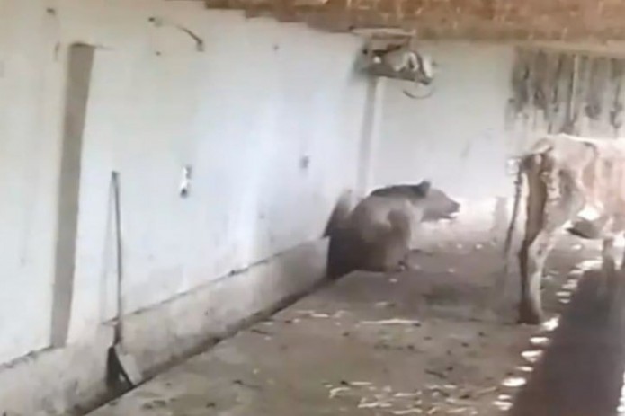 Qashqadaryoda Qizil kitobga kiritilgan ayiqni otib o‘ldirganlarga nisbatan jinoyat ishi qo‘zg‘atildi