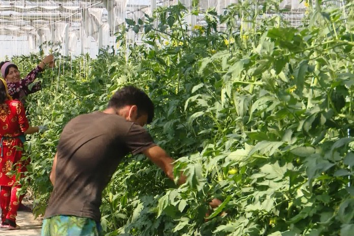 Иссиқхона - сердаромад бизнес