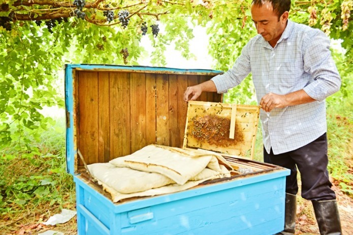 FAO supports development of innovative information exchange system for Uzbek beekeepers