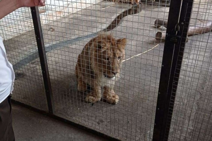 В частном доме в Коканде нашли львенка