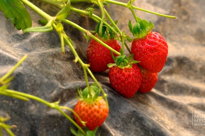 Qulupnay Ortoq-golib navining tavsifi, fotosuratlari va sharhlari Qulupnay Ortoq-golib navining tavsifi, fotosuratlari va sharhlari