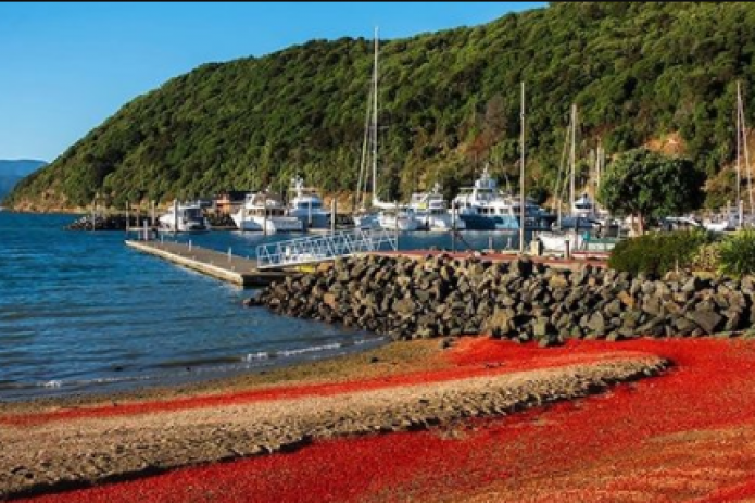 Новозеландские пляжи покраснели от миллионов выброшенных на берег омаров: фото