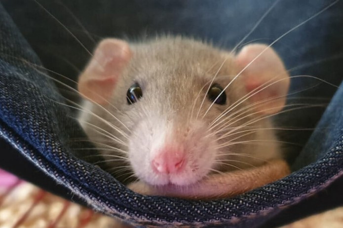 Men birinchi marta keksa er-xotinning jinsiy olatini kordim. Sochli ayollar bilan jinsiy aloqani onlayn tomosha qiling