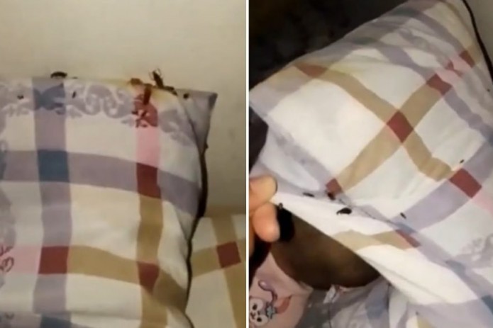 Birinchi marta eshakni kesish