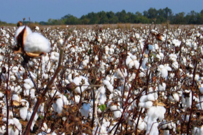 Антимонопольный комитет возбудил дело против хокимиятов трех областей