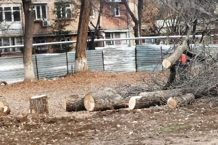 Uzbekistan plans to extend moratorium on tree-cutting