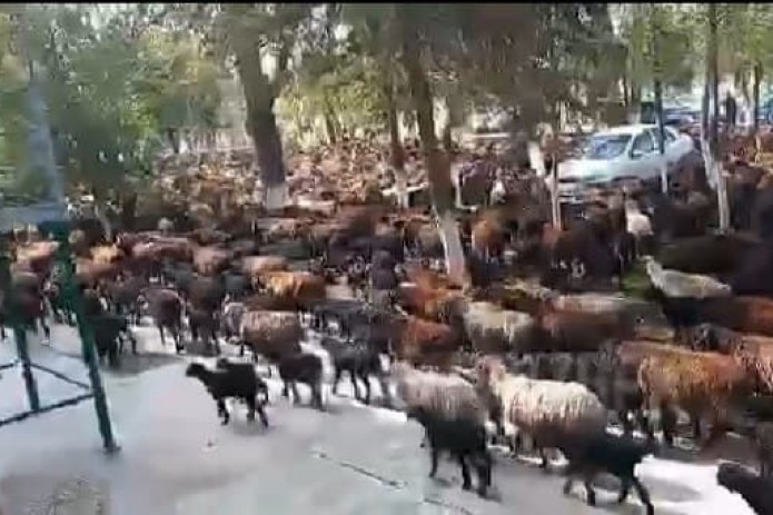Samarqandning Nurobod tumani hokimligi binosi oldiga 6 ming bosh qo'y haydab kelindi