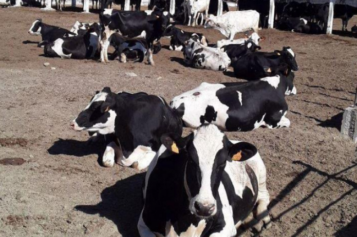 За счет банковского кредита из Украины в Фергану было завезено 33 головы породистого крупного рогатого скота