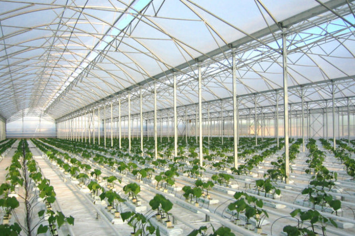 Issiqxona xo‘jaliklari bilan tabiiy gaz yetkazib berish bo‘yicha shartnomalar tuzilmoqda