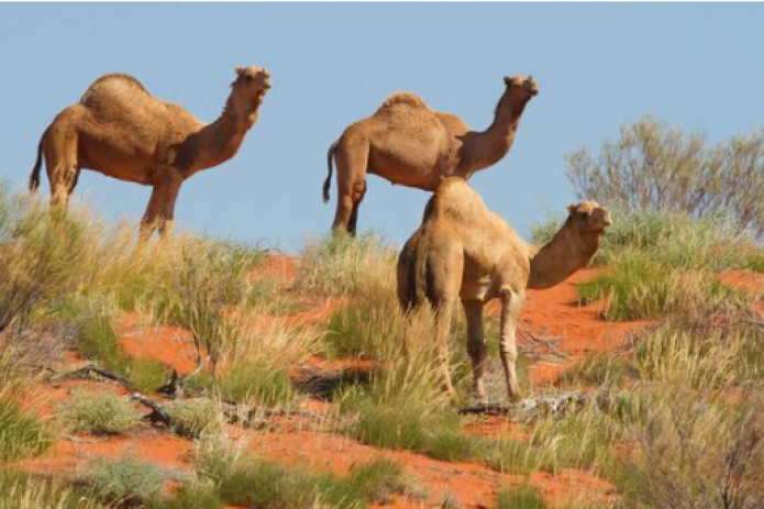 Война за воду! Власти Австралии убьют тысячи верблюдов из-за нехватки воды