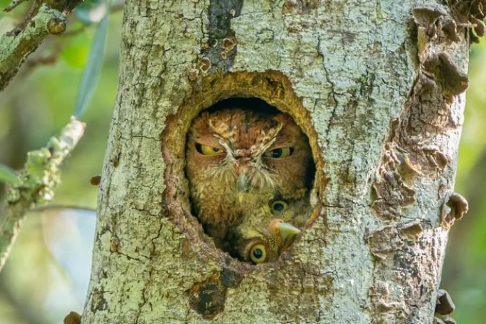 Yalangoch Jeanne Mening Fair Enam filmidan Onam va qoshni jinsiy aloqa video