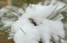 2026 yilda yanvar oyi nisbatan iliq bo‘ldi