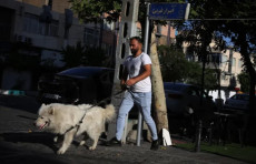 Erondagi 25 shaharda itlarni ko‘chada sayr qildirish taqiqlandi