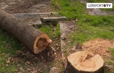 Вандалы саботируют мораторий: в Ташкенте срубили 81 дерево (Видео)
