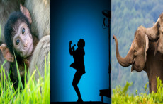 Shotlandiya bog'idagi olti haftalik makaka, Shveysariyadagi musiqiy festival, Krasnodar o'lkasidagi fillar bog'i, Venesuelada prezidentlik saylovlari. Kun suratlari