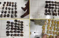 Qo‘qon va Farg‘onada “opiy” va “gashish”ning katta partiyalari musodara qilindi