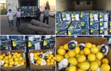 Sifati kafolatlanmagan Argentinada yetishtirilgan 200 mln so'mlik limonlarning noqonuniy olib kirilishiga barham berildi