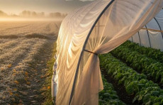 Ayni sovuqdan ekinlarni qanday himoya qilish mumkin?