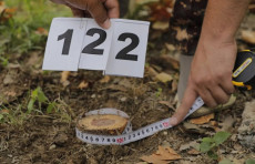 Ekologiya vazirligi: Nukus va Bobur ko‘chalarida 174 daraxt kesilgani aniqlandi