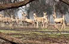 3-mart — Butunjahon yovvoyi tabiat kuni
