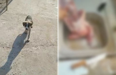 Yangiyo‘lda go‘shti uchun itini o‘ldirgan fuqaro ushlandi