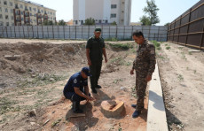 Termizda 217 tup daraxt noqonuniy kesilishi bo‘yicha sud hukmi o‘qildi