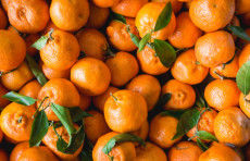 O‘zbekiston Xitoydan mandarin va ananas importini vaqtincha taqiqladi