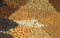 Serbiya va Turkiya bilan hamkorlikda urug‘chilik hamda pistachilik ilmiy markazlari tashkil etiladi
