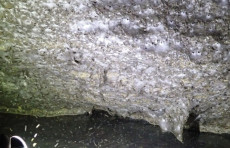 Dunyodagi eng katta o'rgimchak to'ri Yevropa g'orida topildi.