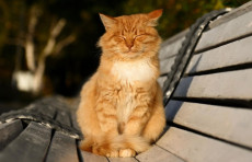 Hafta davomida harorat +25 darajagacha isishi kutilmoqda