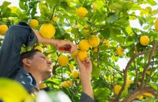 Государство поддержит производителей лимонов субсидиями
