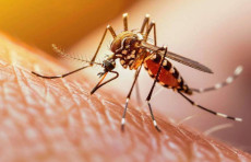 Ekspertlar Yevropaning 29 mamlakatida chikungunya virusi tarqalishi xavfidan ogohlantirdi — The Guardian